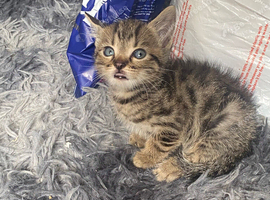 Cute mixed kittens