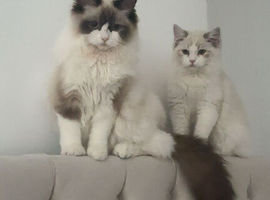 Beautiful ragdoll kittens