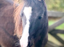 Lovely pure Falabella filly