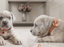 Stunning Cane Corso Puppoies for Sale