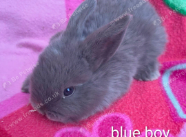 Mini lop babies i