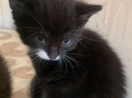 Pretty Newborn kitten with no name looking for a home to stay