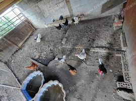 Hens & cocks for sale