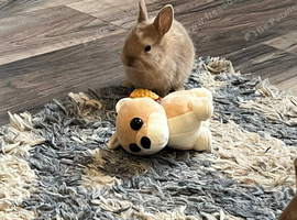 Baby rabbits for sale