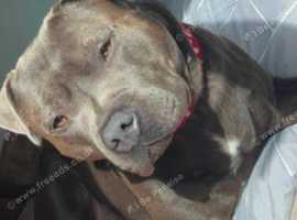 Blue staffy stud