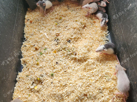 Dumbo rats