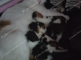 5 week old calico kittens