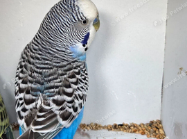 Budgies