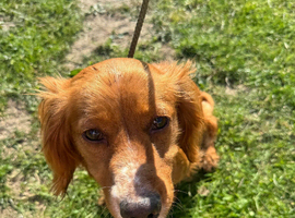 Cocker spaniel