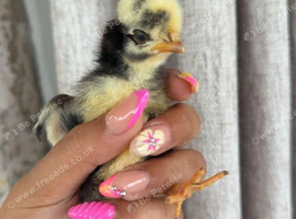 DAY OLD CHICKS OF YOUR CHOICE