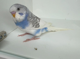 Beautiful baby budgies for sale