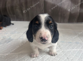 Miniature Dachshund
