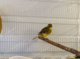 2026 fife canaries for sale