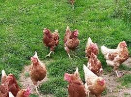 Various breeds of laying hens and ducks
