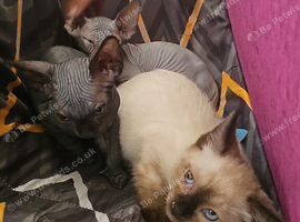 Cuddle cat ragdoll mix sphynx  .. to cute