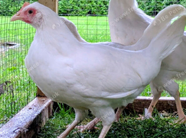 Silver Black Maran Hens - point of lay