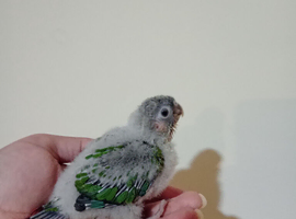 Hand rearing Baby Greencheek full tame