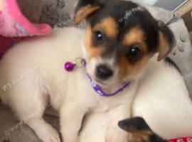 4 traditional Jack Russel puppies for sale