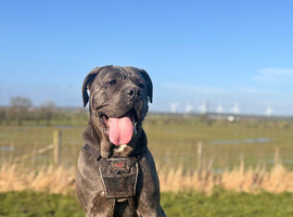 Amazing cane corso