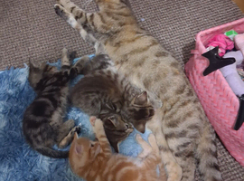 3 Kittens