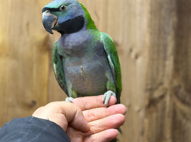 Derbyan parrot