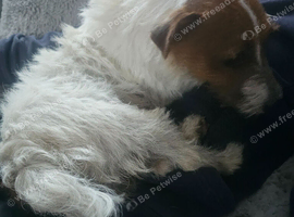 Jack Russel