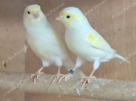 Mosaic canaries