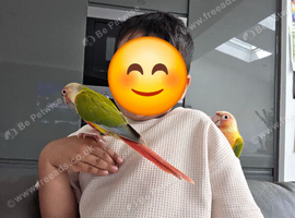 2 beautiful pineapple conures (male & female)