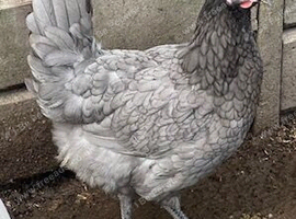 Bluebelle hybrid