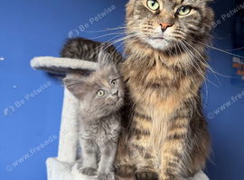 7 kittens - 4 left (2 boys, 2 girls)