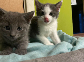 6 Russian blue cross kittens