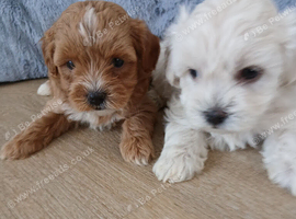 Maltipoo puppys