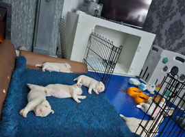 Beautiful Pink Pug puppies for sale