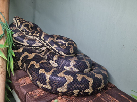 Adult Female Jungle Carpet python