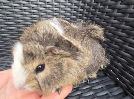 Half Peruvian Baby girl