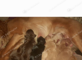 Cocker spaniel puppies