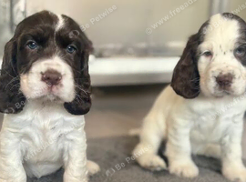 Beautiful full show cocker spaniels