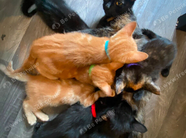 7 beautiful kittens
