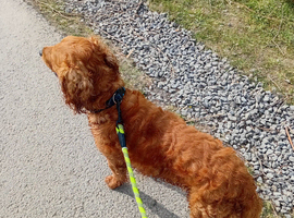 Red cocker spaniel