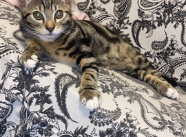 3 Months Old Bengal Kitten