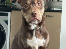 6 month old Staffy Cross