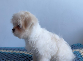 Stunning Japanese chin x maltese terrier designer Jatese puppy's
