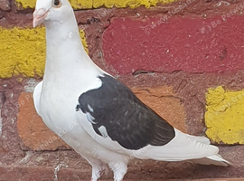 Saddle racing pigeons for sale