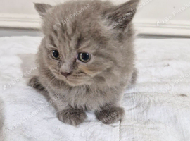 British short haired cross kittens for sale