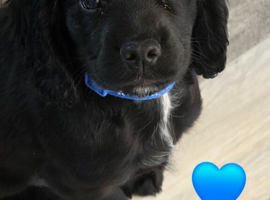 KC Reg Cocker Spaniel Pups