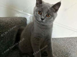 Adorable British shorthair kitten