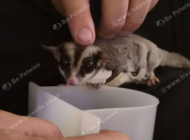 2 x Female Sugar Gliders