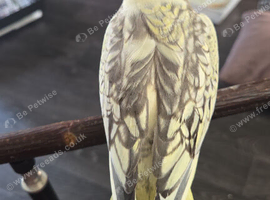 Cocktails