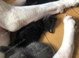 4 kitten