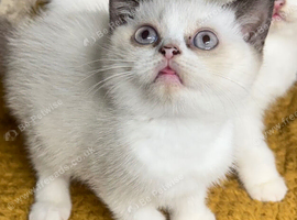 1 left British shorthair